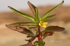 Ludwigia perennis
